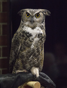 Owl, Mr. Hoot