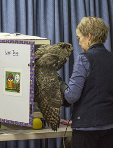 Sharon Larson placing Mr. Hoot in cage