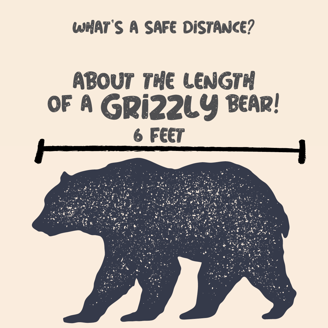 What's a safe distance? About the length of a grizzly bear: 6 feet!