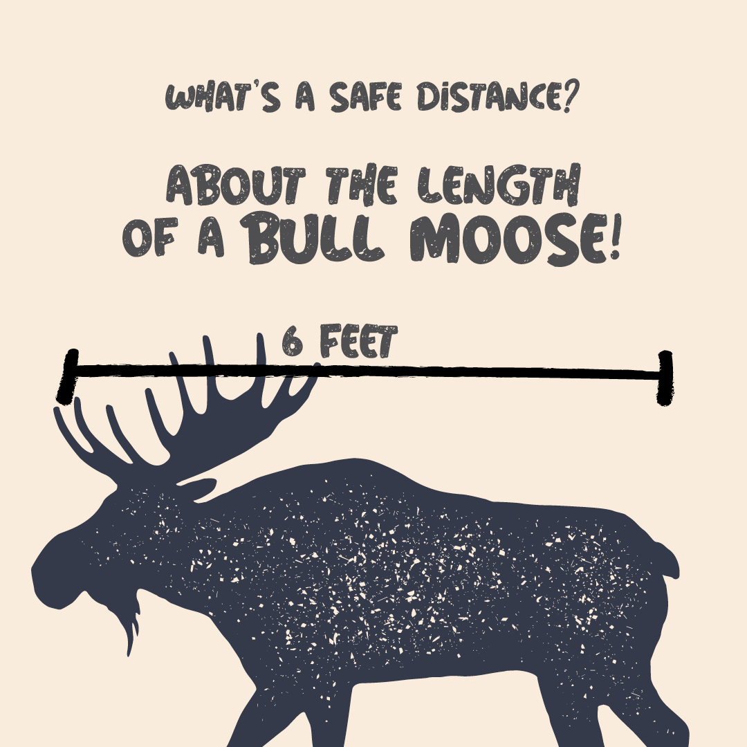 What's a safe distance? About the length of a bull moose: 6 feet!