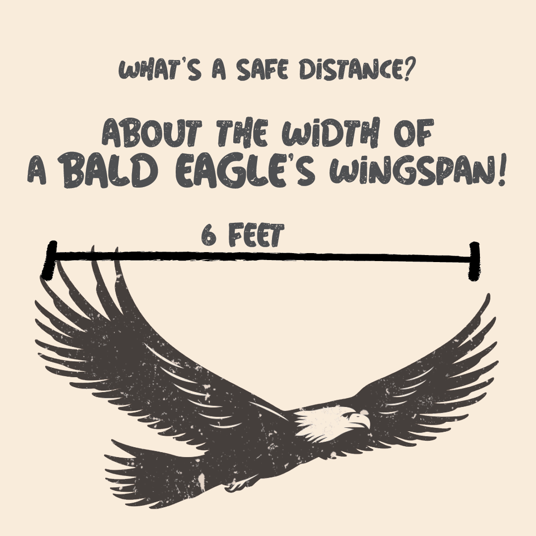 What's a safe distance? About the windspan of a bald eagle: 6 feet!